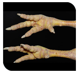 Deposition of urates on joints